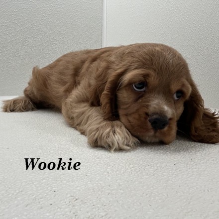 puppy, for, sale, Cocker Spaniel, Joe & Cherri  Overlease, dog, breeder, Miller, MO, dog-breeder, puppy-for-sale, forsale, nearby, find, puppyfind, locator, puppylocator, aca